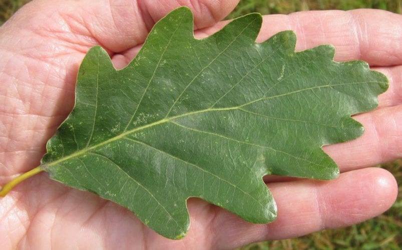 Sessile Oak leaf