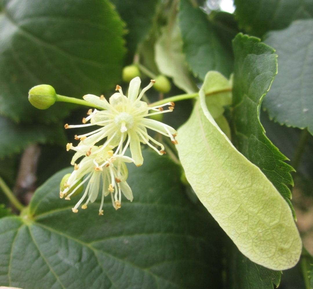Lime Tree Flowers Tree Guide UK Lime tree flowers