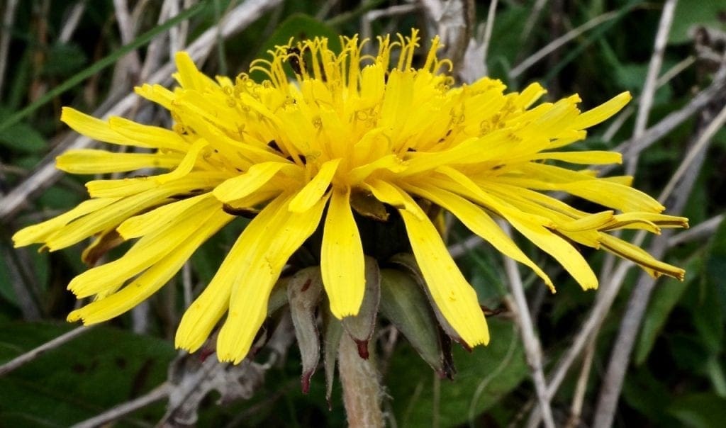 Inflorescencesexamples Tree Guide UK inflorescence examples