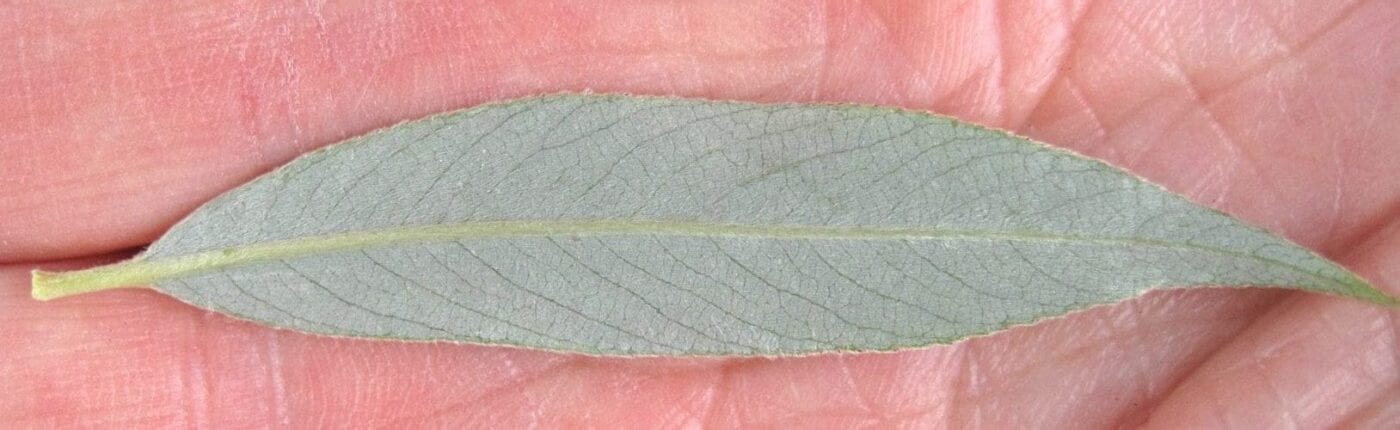 White Willow leaf