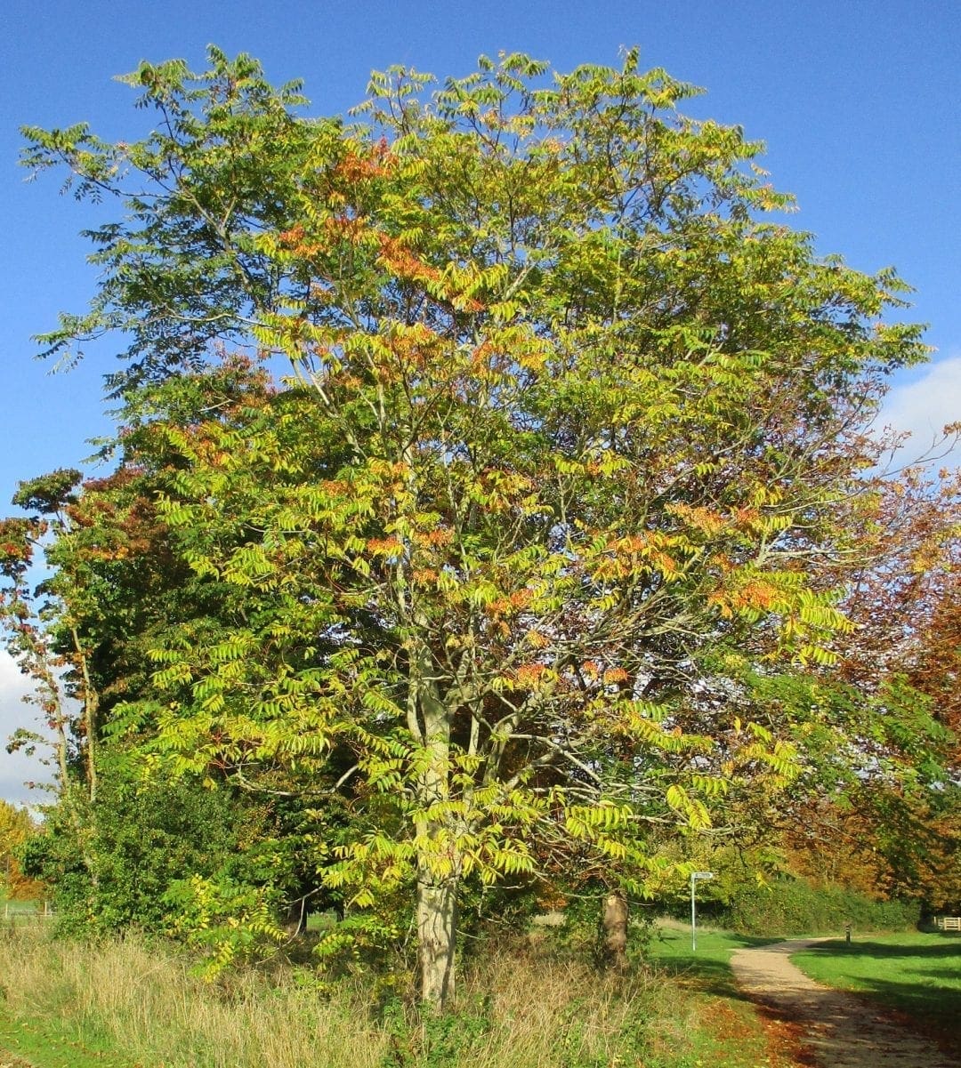 Tree of Heaven - Tree Guide UK - Tree of Heaven