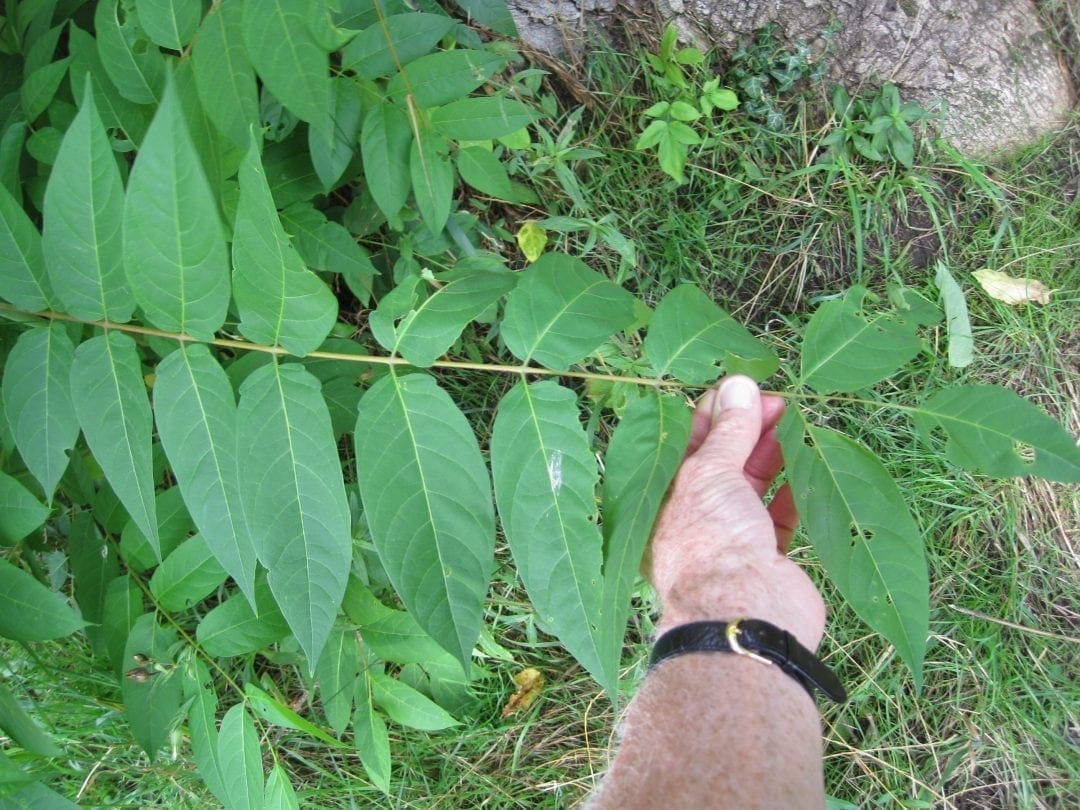 Tree of Heaven Tree Guide UK Tree of Heaven