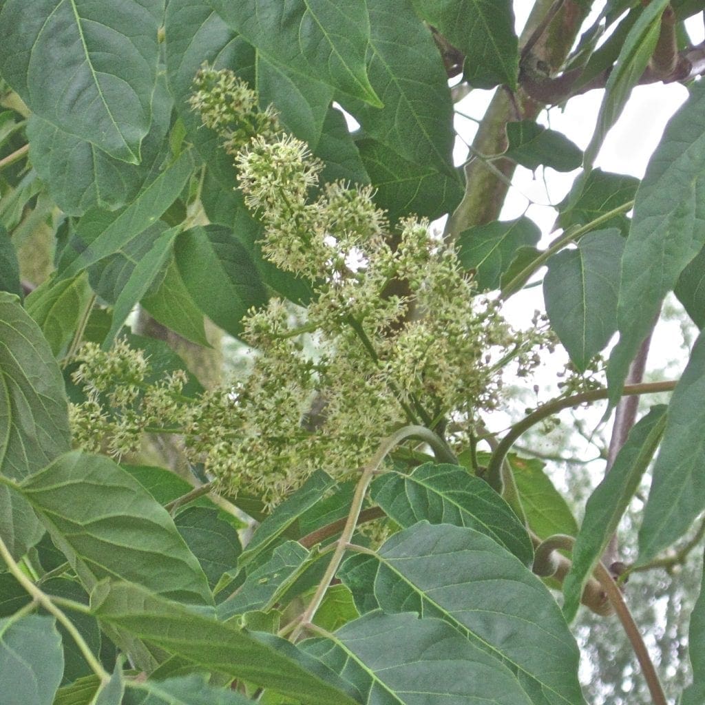 Tree of Heaven Tree Guide UK Tree of Heaven