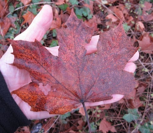 Norway Maple leaf in autumn