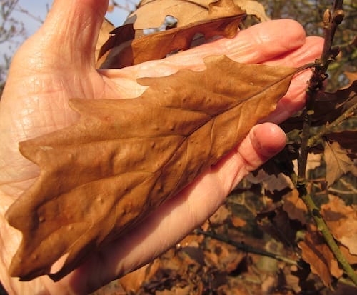 Sessile Oak leaf in winter