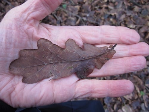 English Oak leaf in winter