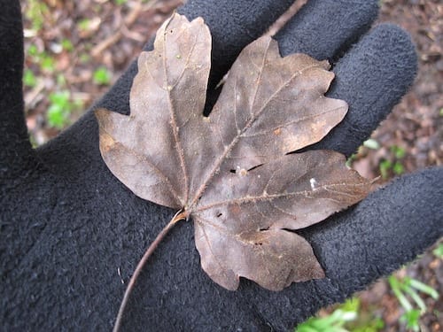 Field Maple leaf in winter