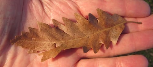 Turkey Oak leaf in winter