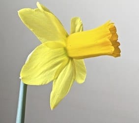 Narcissus (Daffodil) flower