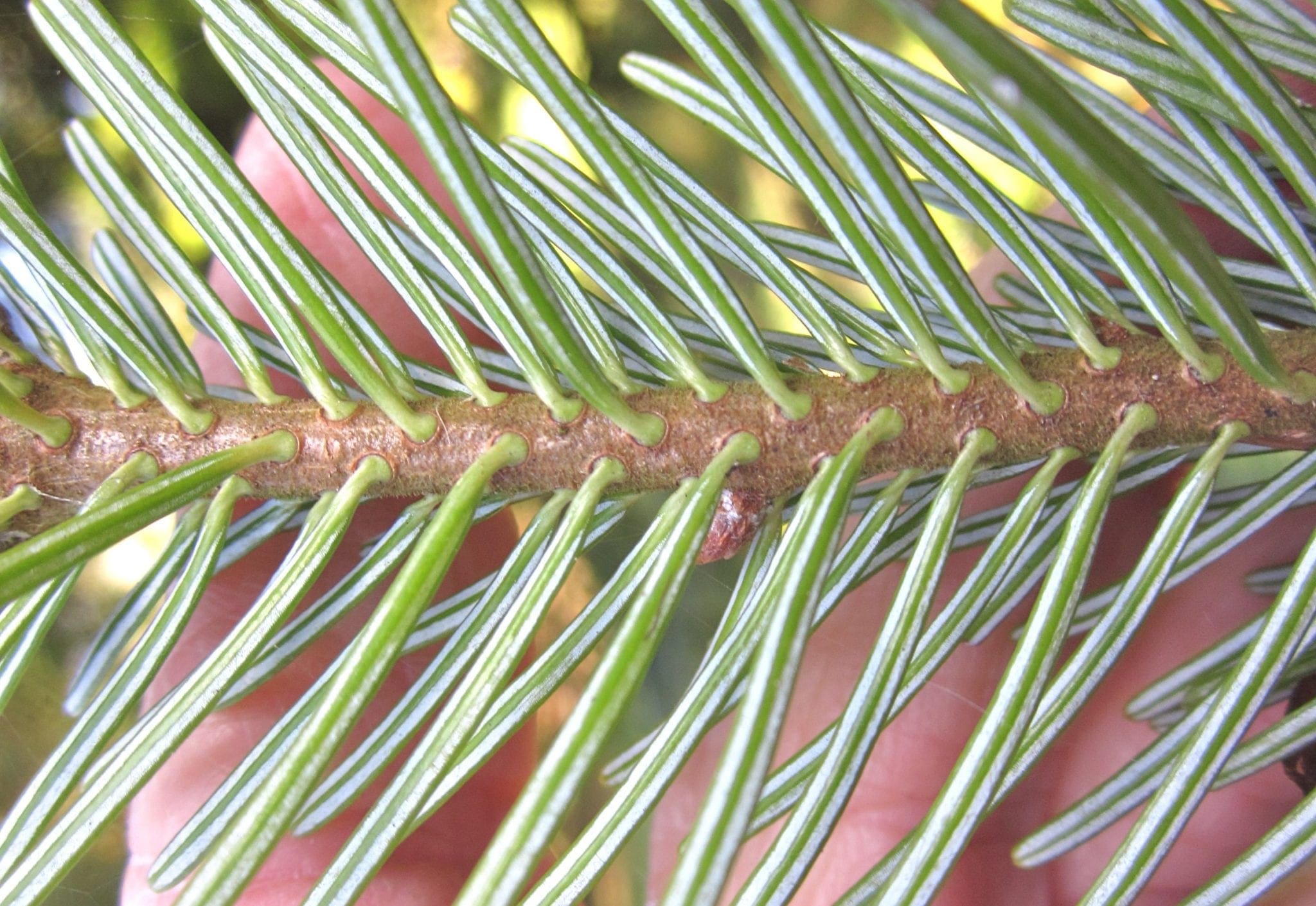 Conifer Leaf Key Tree Guide UK Conifer tree identification by leaf shape