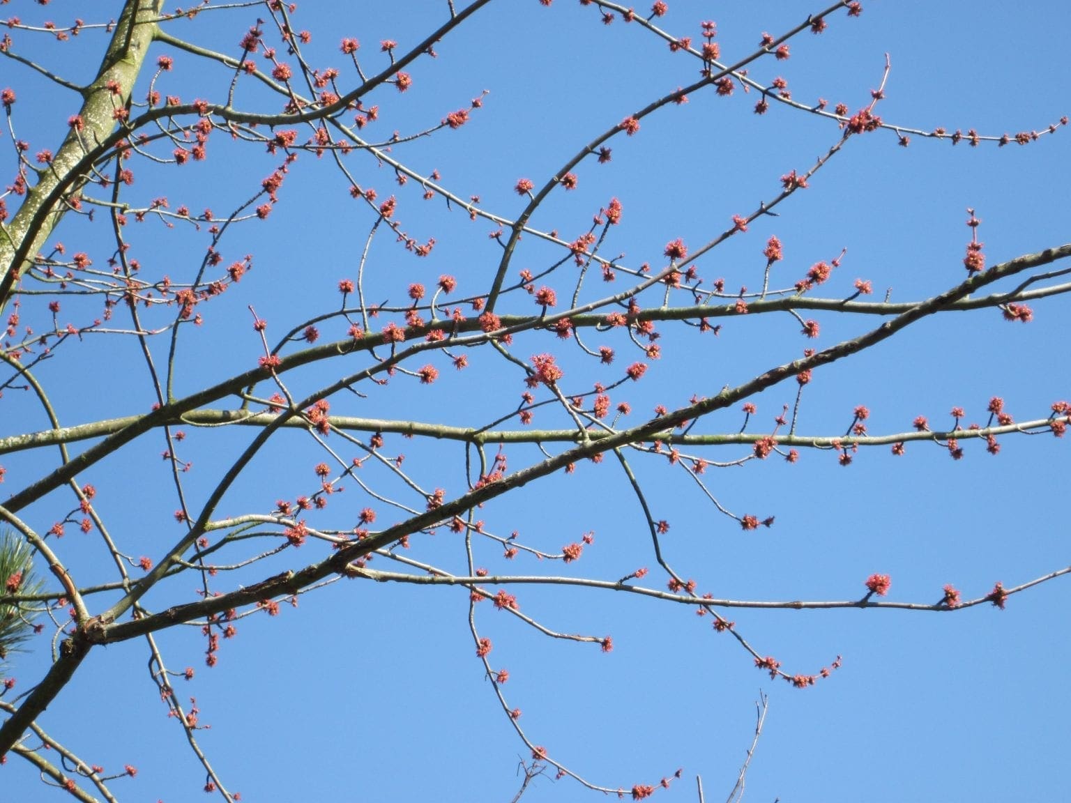 Silver Maple Red Flowers - Tree Guide UK Silver Maple identification