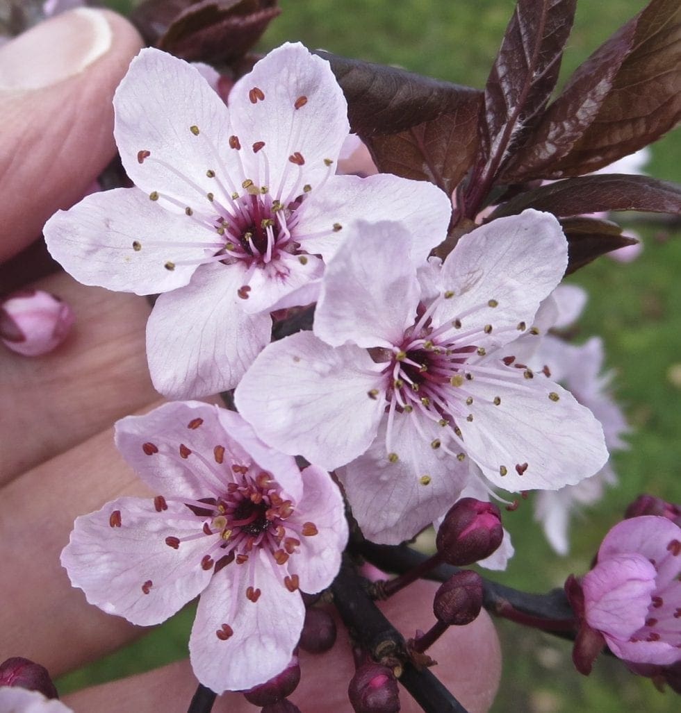 Early Flowering Tree Tree Guide UK Cherry Plum