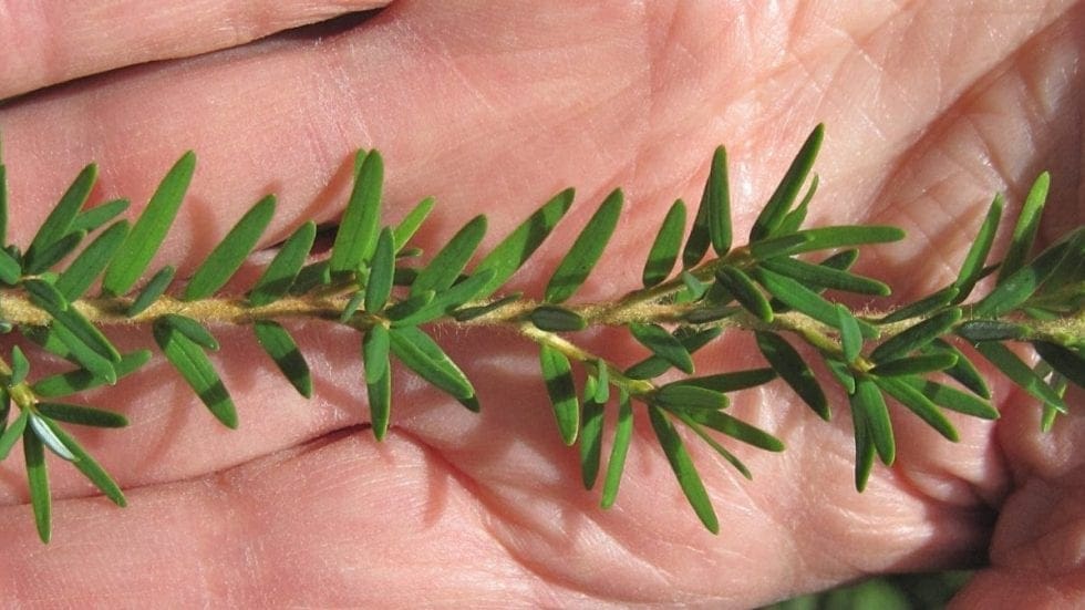 Conifer Leaf Key Tree Guide UK Conifer tree identification by leaf shape