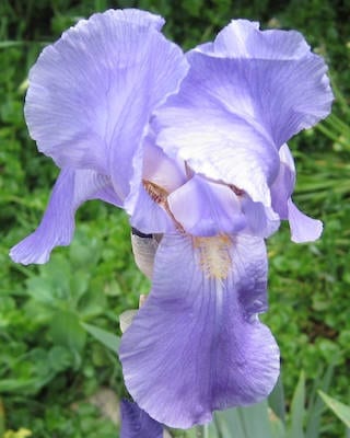 Sweet Iris flower 
