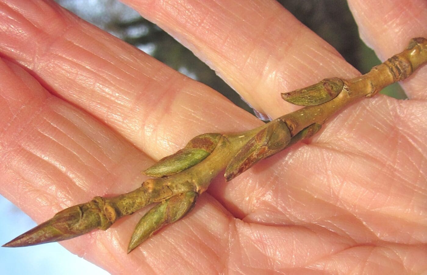 Buds Tree Guide UK Identifying trees in winter by buds