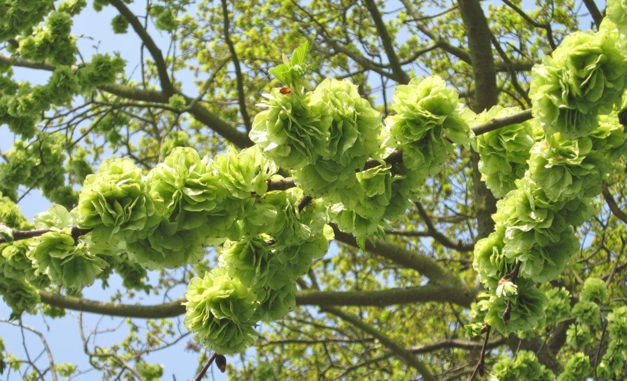 Wych Elm flowers and fruit Tree Guide UK Wych elm