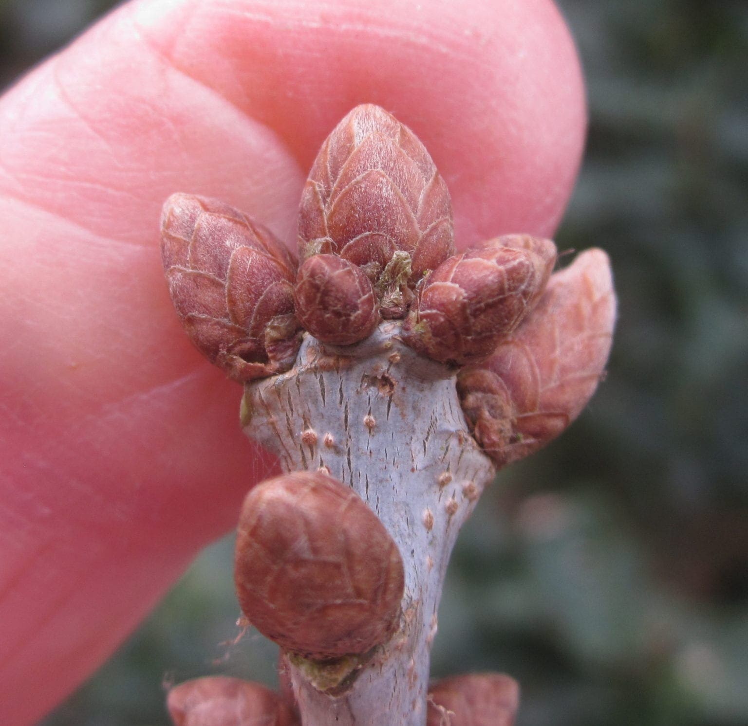 Buds clustered Tree Guide UK Tree ID by clustered buds