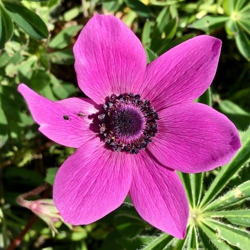 garden anemone flower