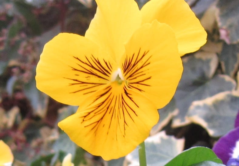 Garden Pansy flower