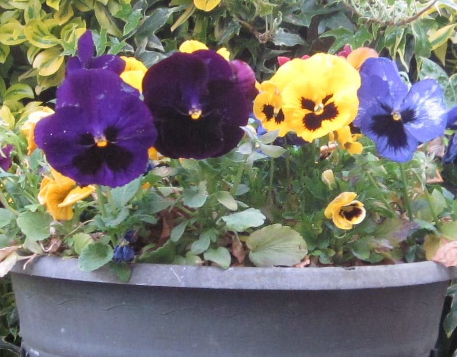 garden pansy flowers
