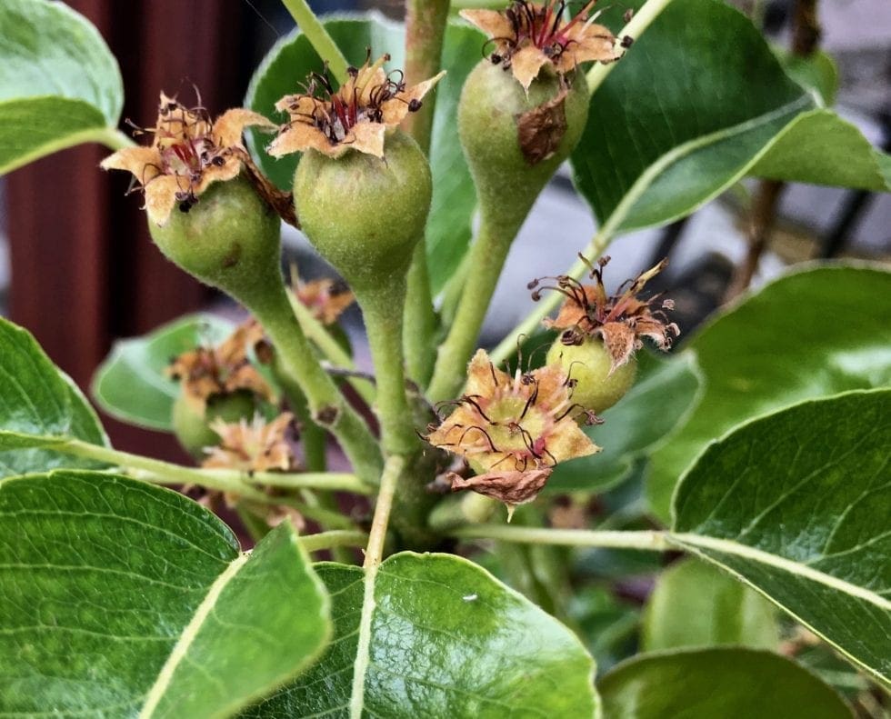 Pears - Tree Guide UK - Pear Trees