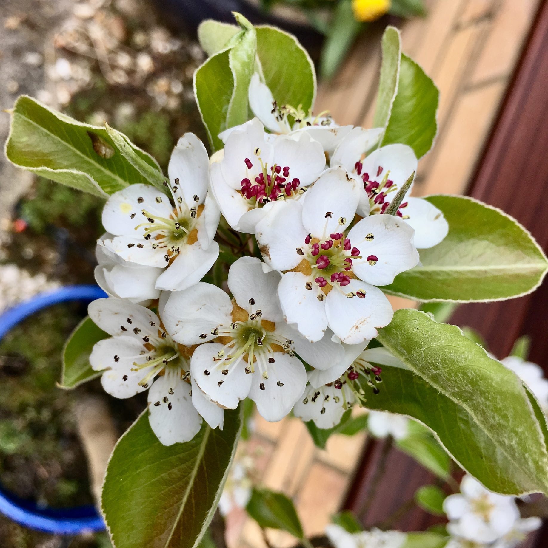 Common Pear flowers