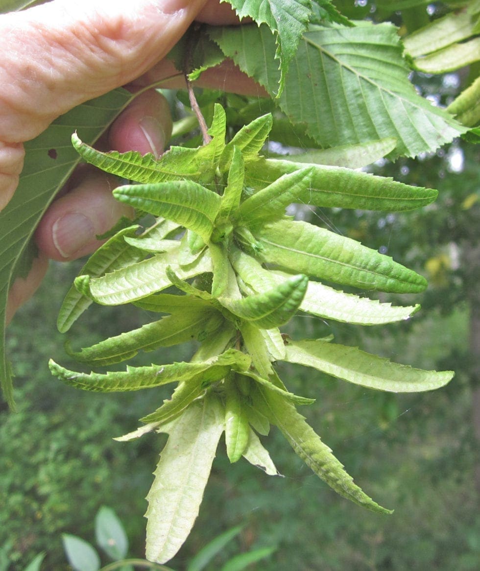 Catkins Tree Guide UK Tree identification by catkins