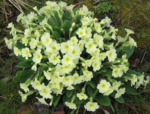 primrose flowers