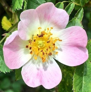 Dog Rose flower