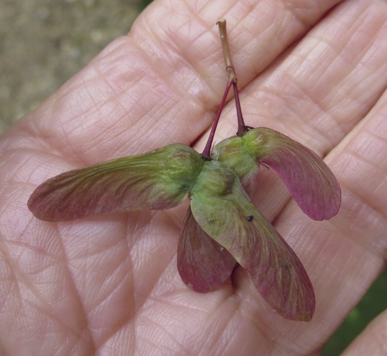 Maples Tree Guide UK maple tree identification by leaves and fruit.