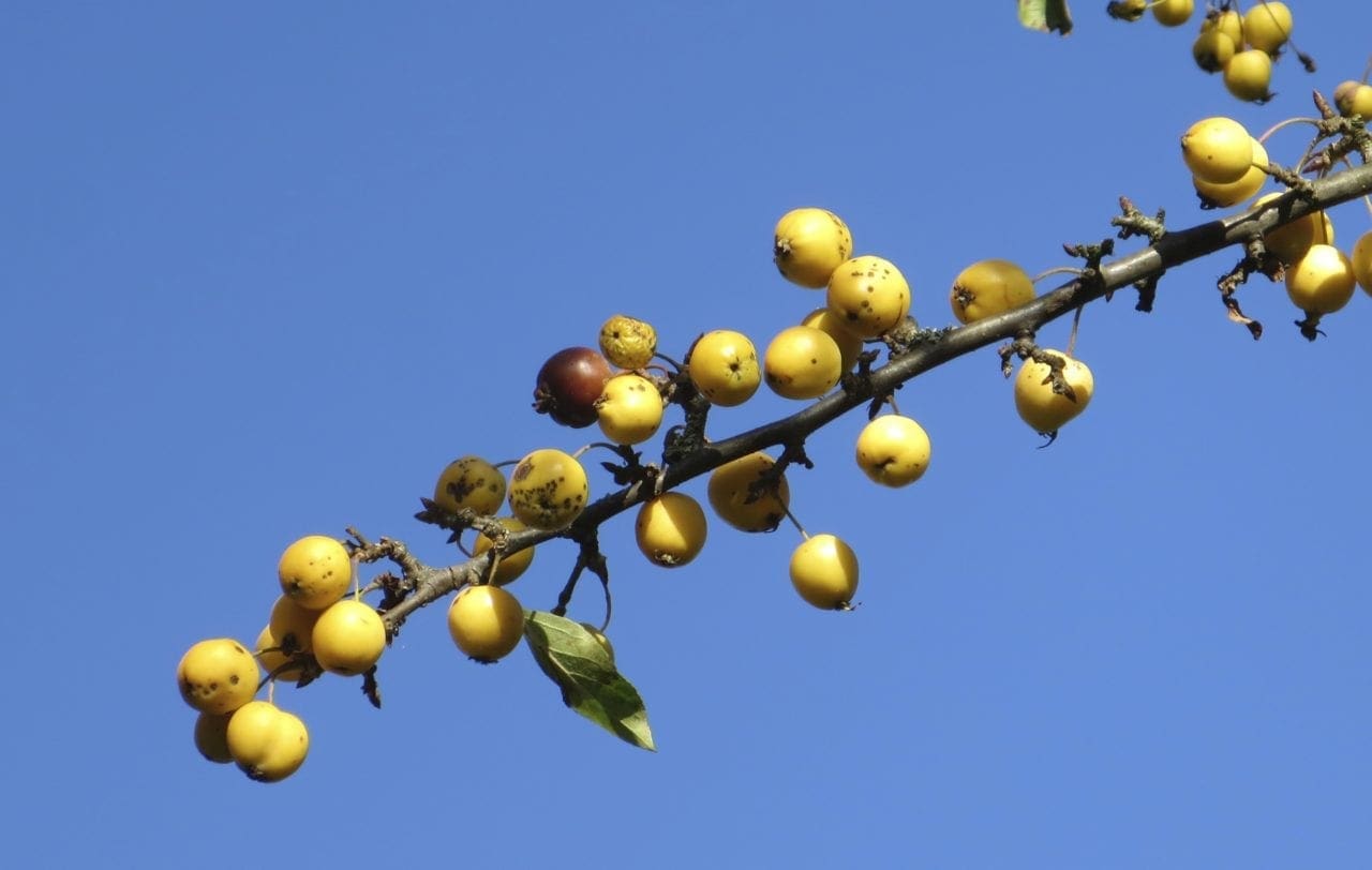 Apple Tree Guide UK Crab Apple Tree identification