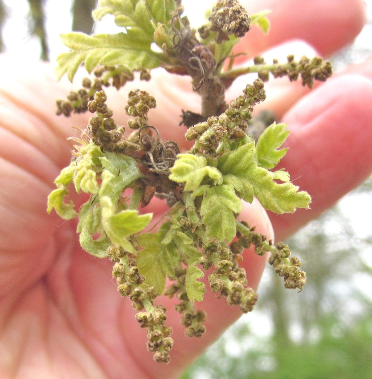 Catkins Tree Guide UK Tree identification by catkins