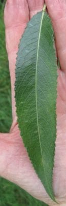 Crack Willow leaf