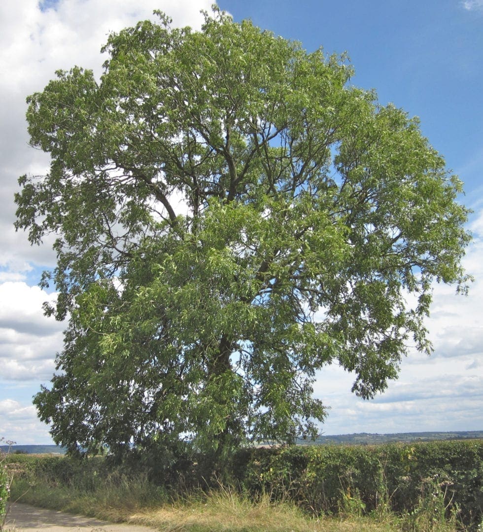 Ash Tree Guide UK Common Ash Tree Identification ash-tree-guide-uk-common-ash-tree-identification