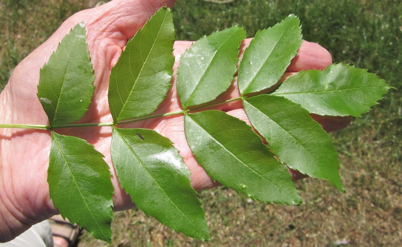 common ash tree leaves