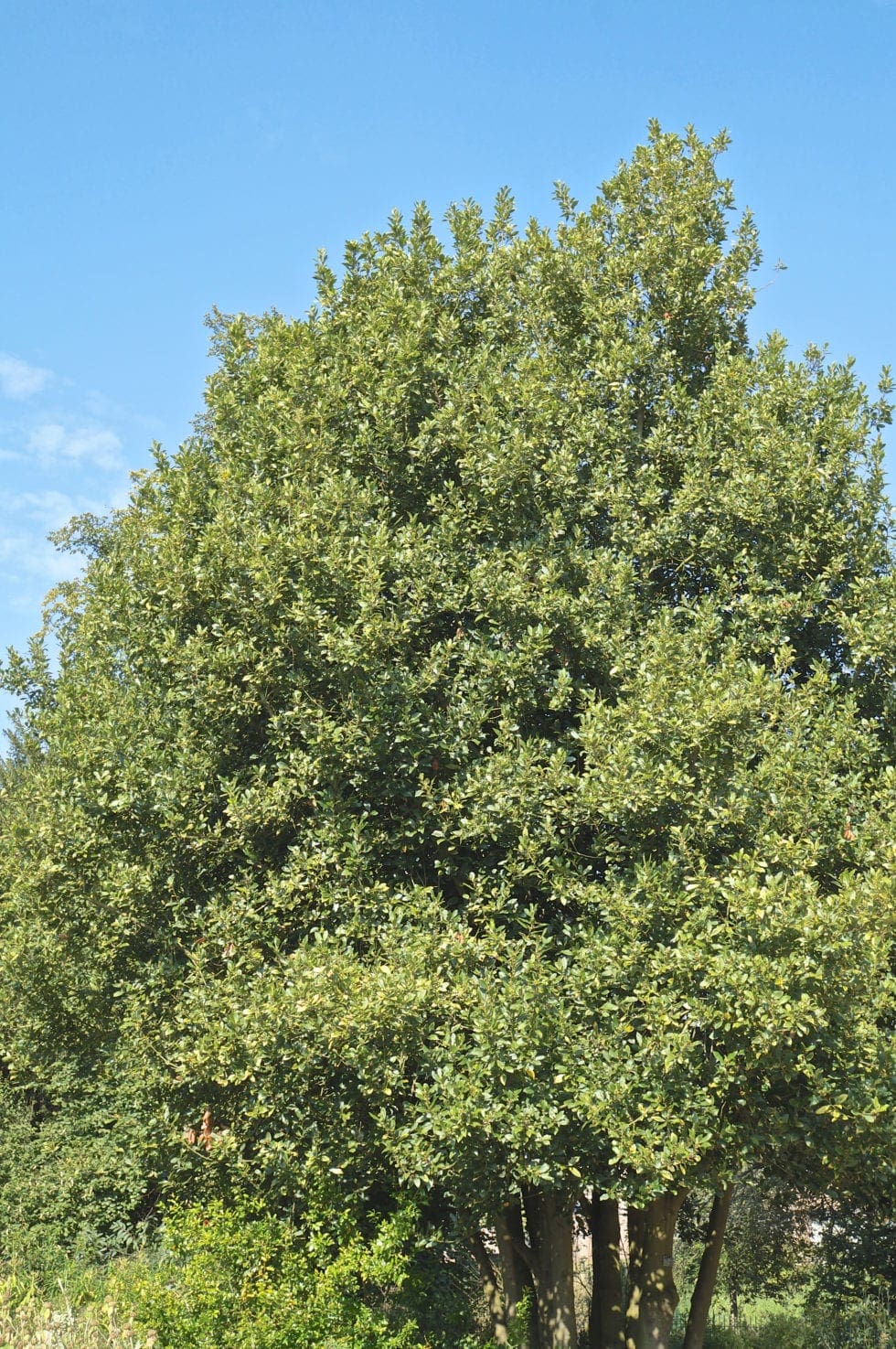 Bay Tree Guide UK Bay tree identification