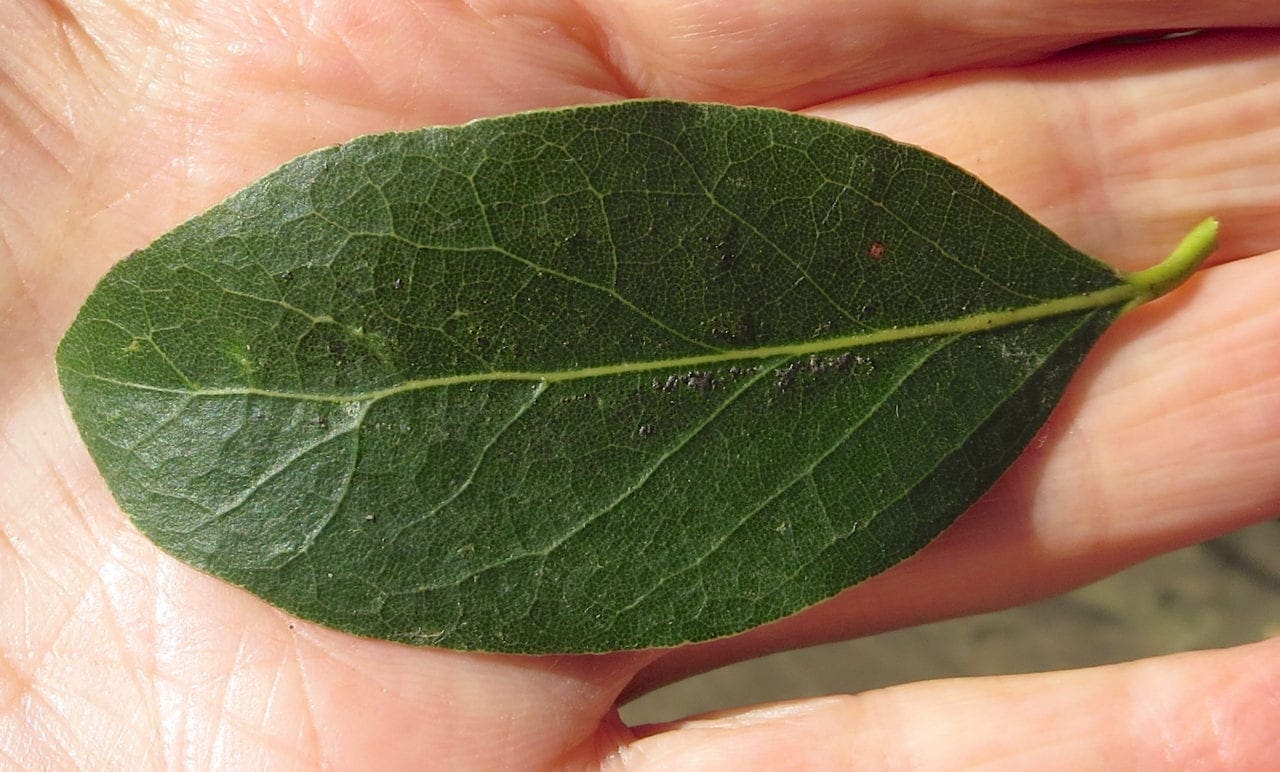 Bay Tree Guide UK Bay tree identification