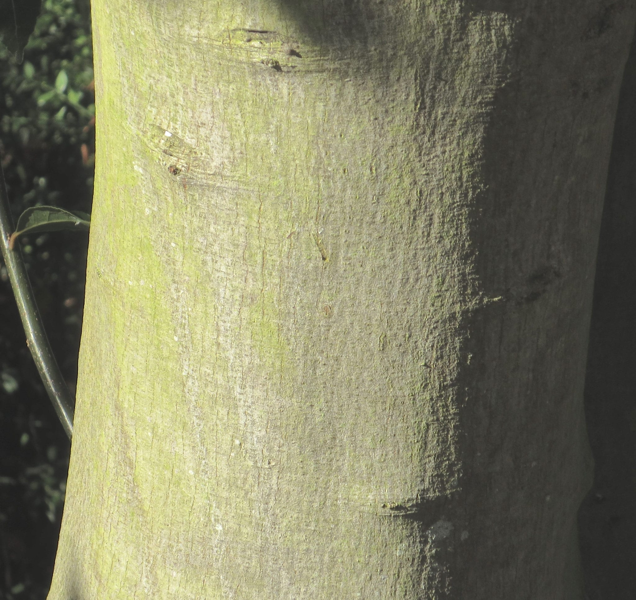 Bay tree bark