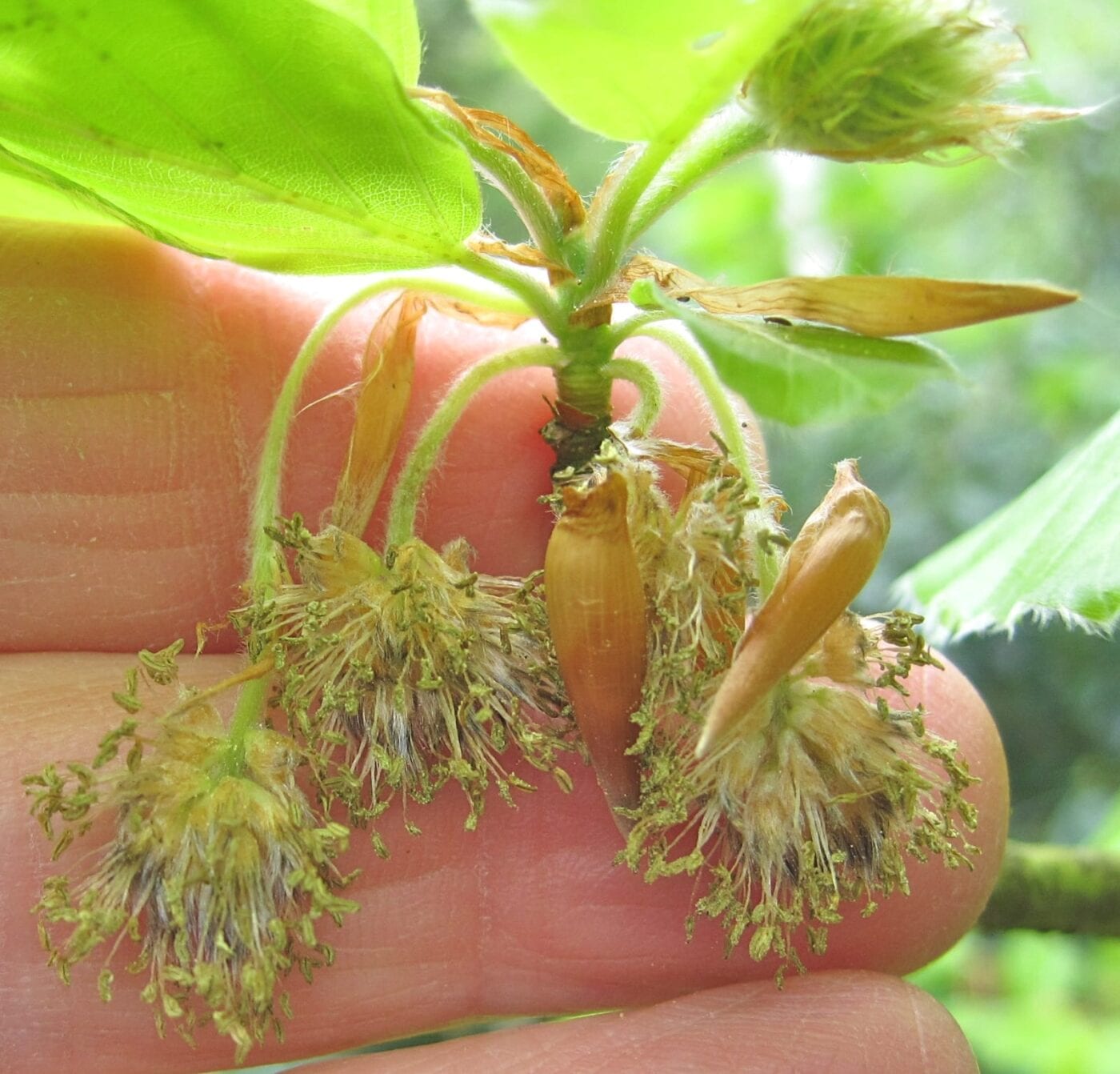 beech tree  male and female flowers
