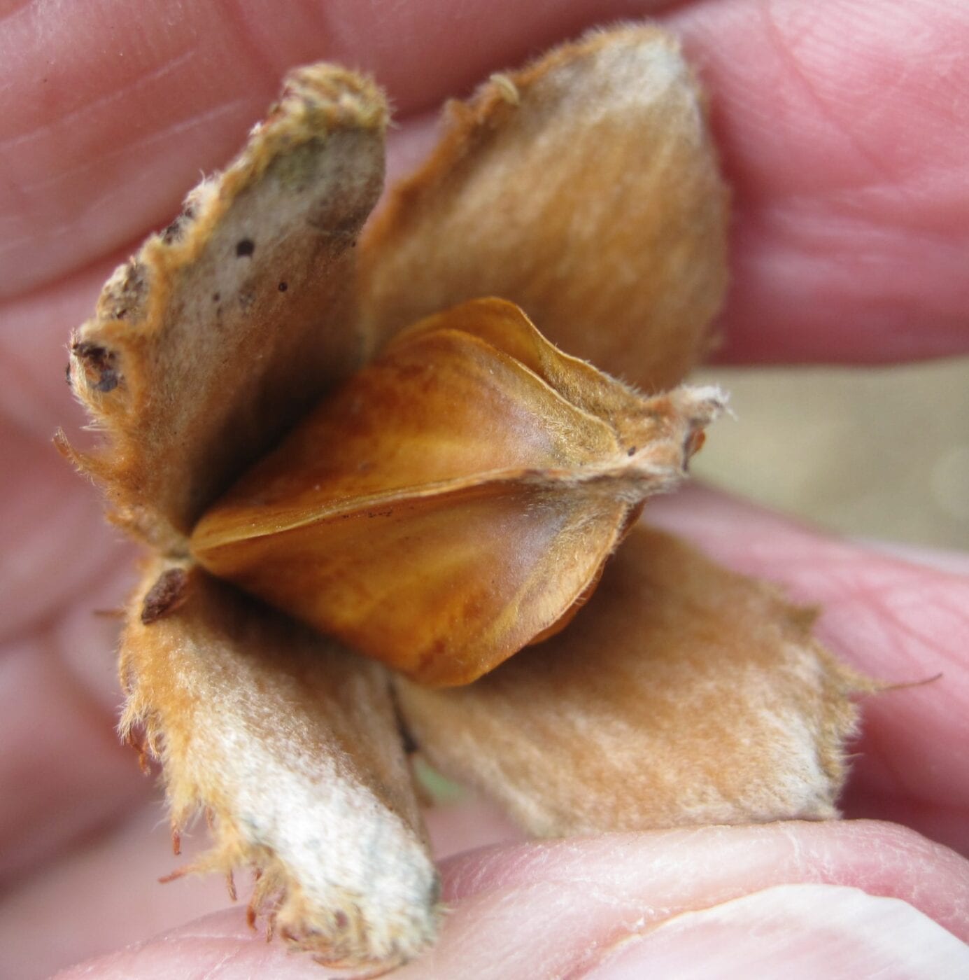 beech tree nuts