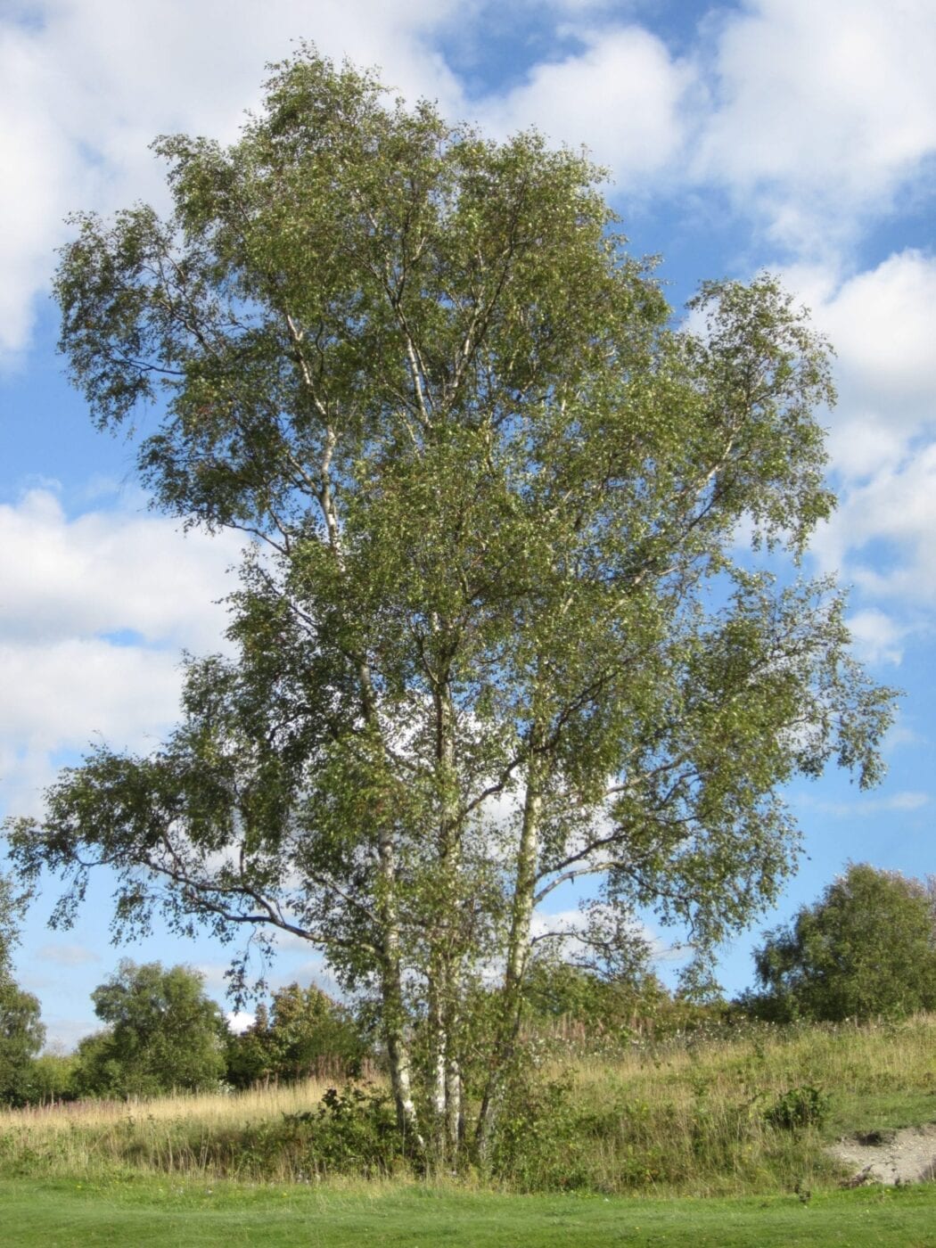 silver birch tree