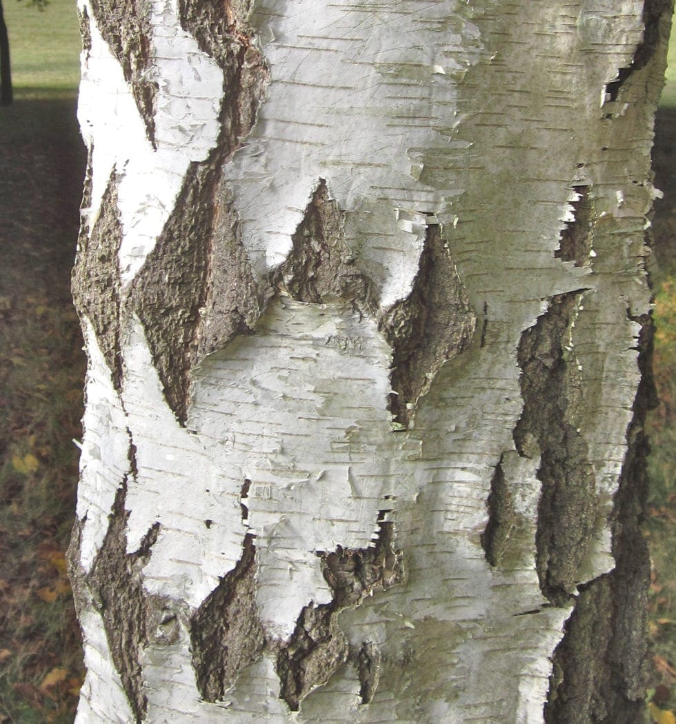 Silver Birch Tree Guide UK Silver Birch tree identification