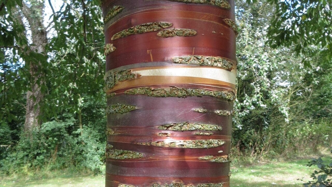 Bark - Tree Guide UK - Tree identification by type of bark