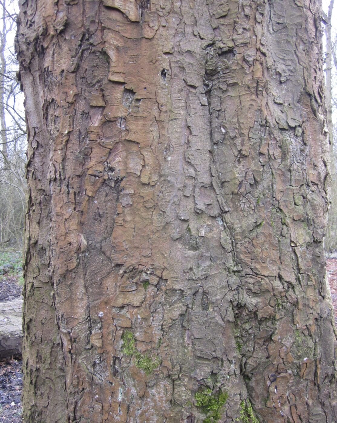 horse chestnut bark