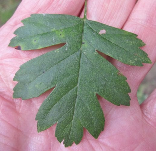 common hawthorn leaf