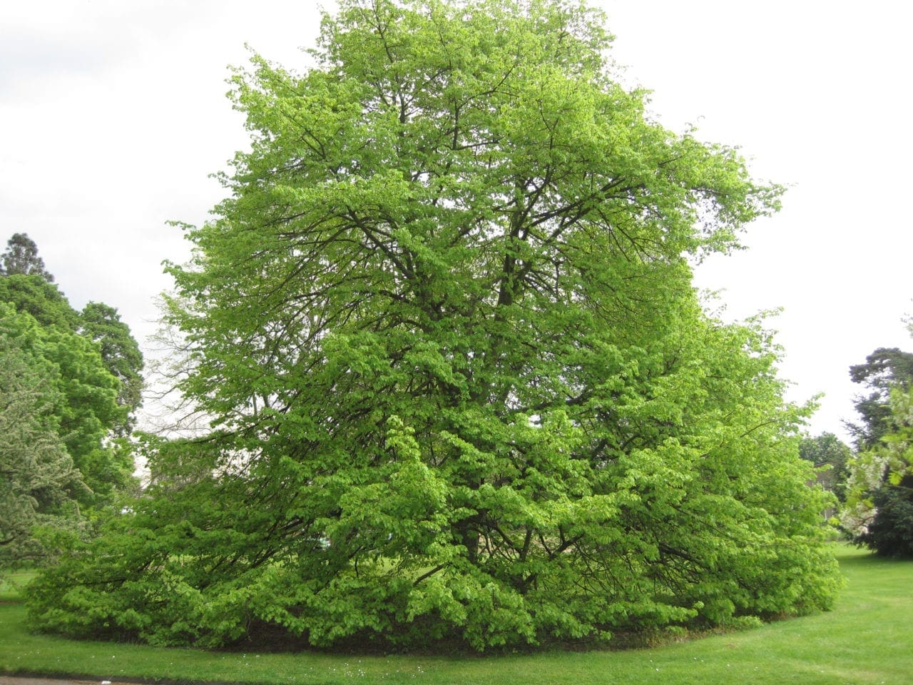 Lime Trees Tree Guide UK Lime trees are described.