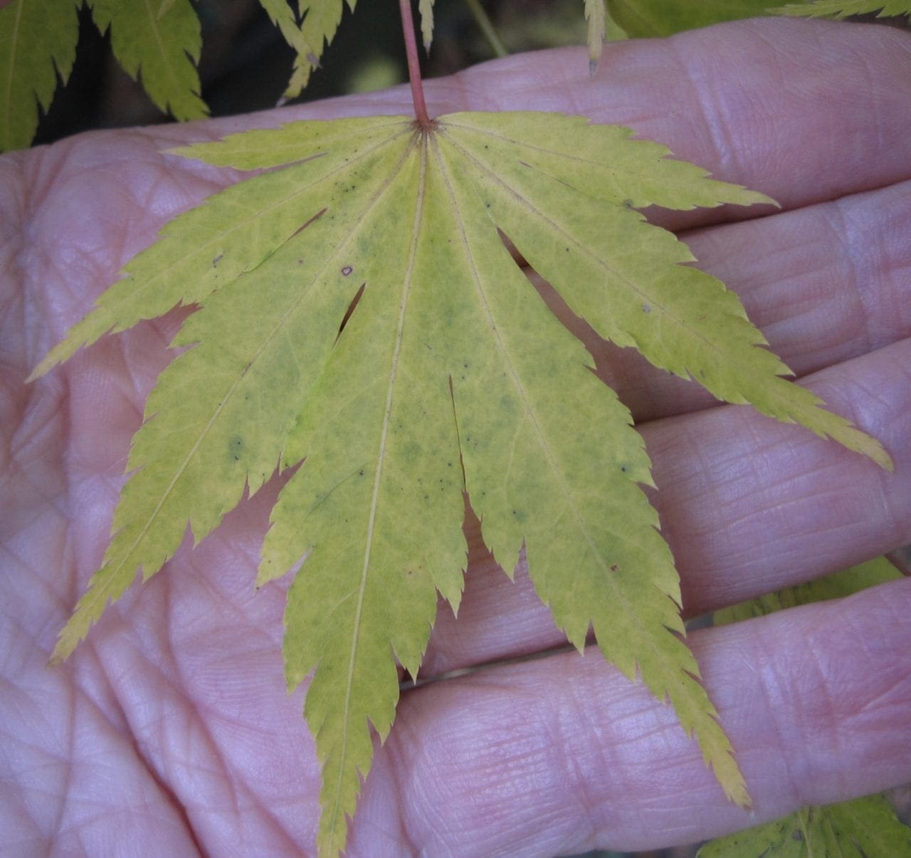 Leaf Fanshaped Tree Guide UK ID by palmately lobed Leaf