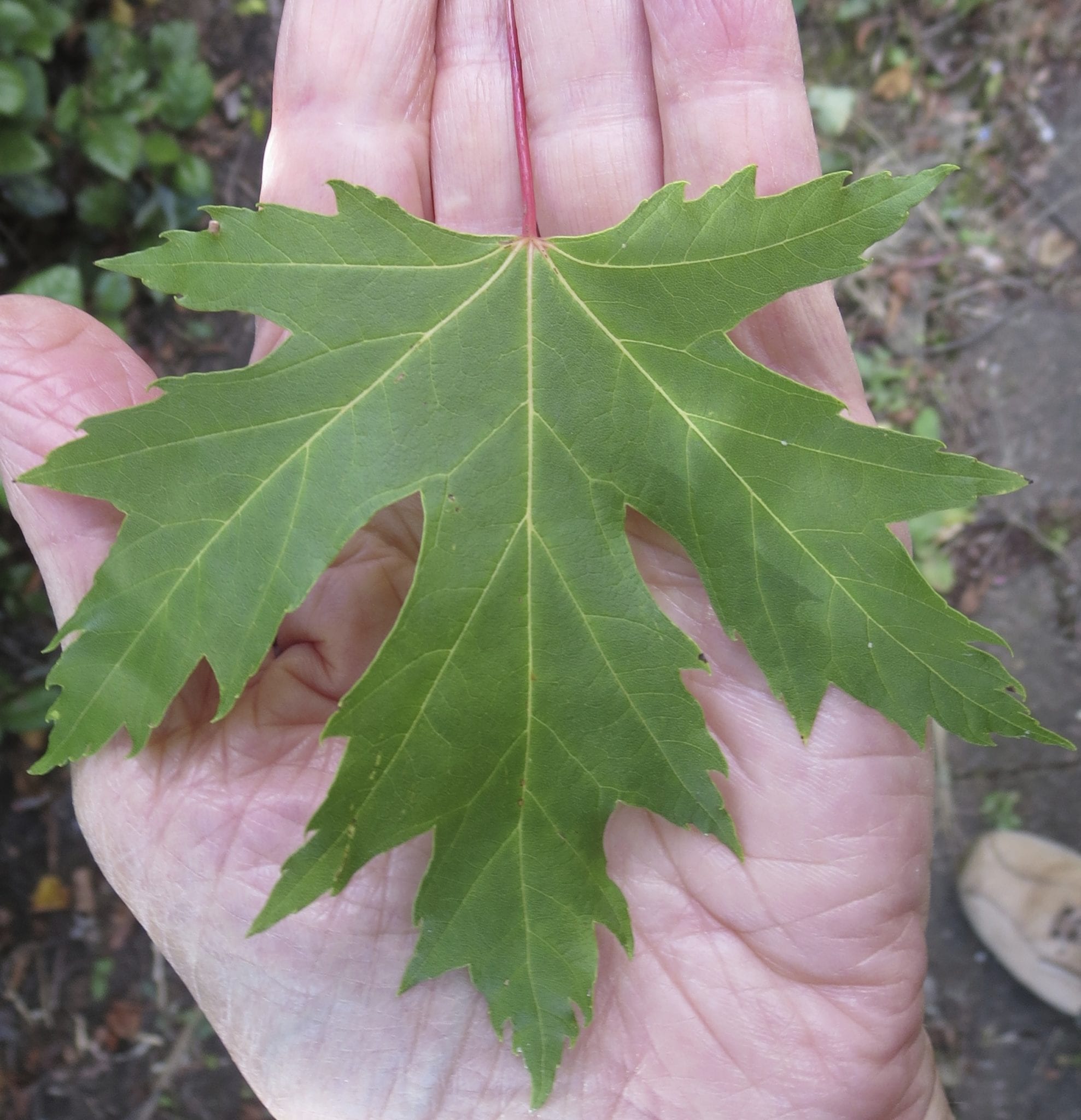 Silver Maple lobed leaf