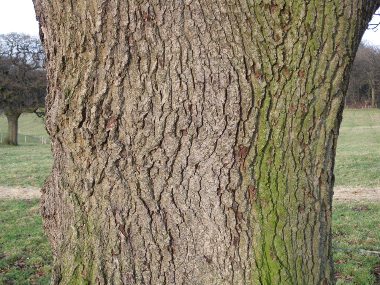 Bark Tree Guide UK Tree identification by type of bark