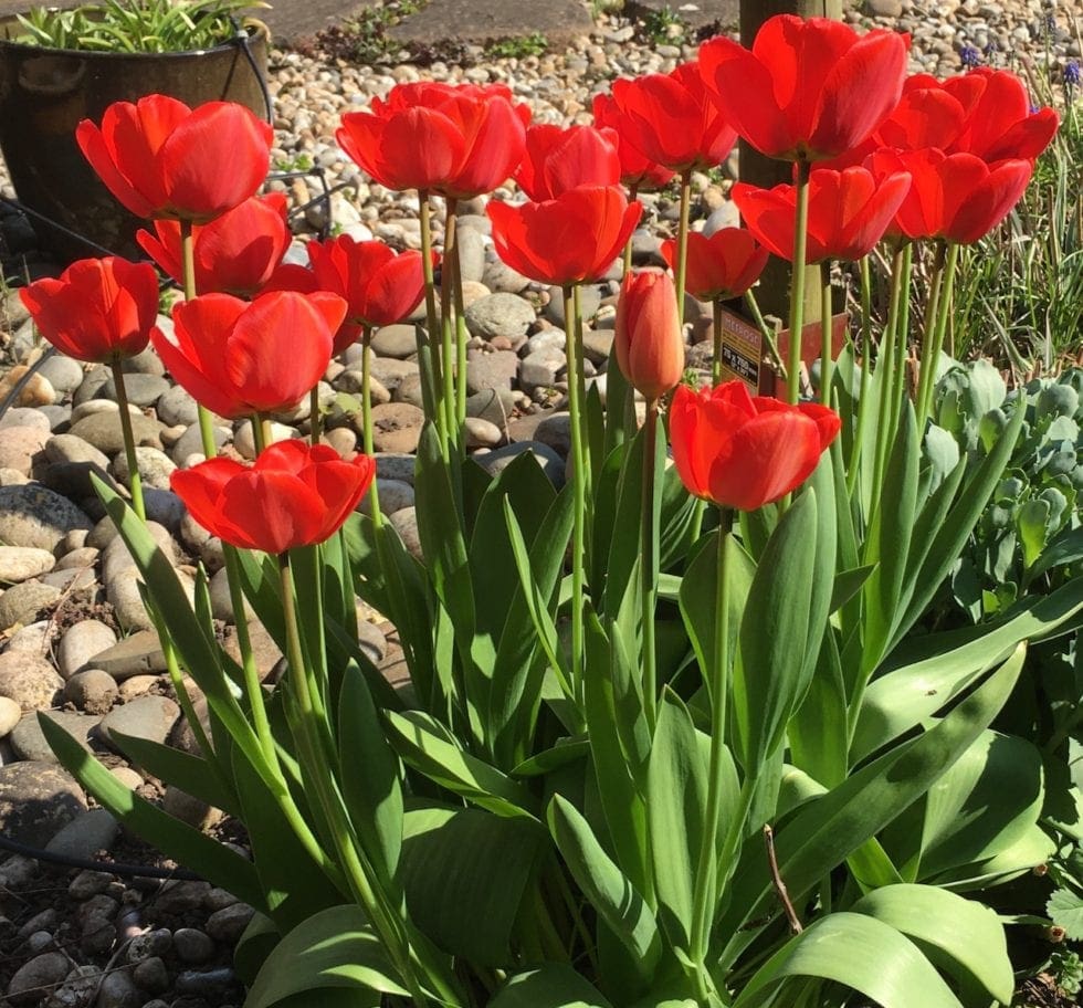 April trees and flowers Tree Guide UK April trees and flowers